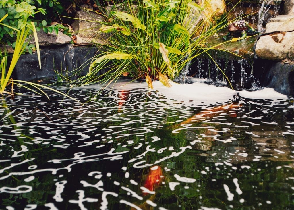 why-is-there-foam-on-my-koi-pond