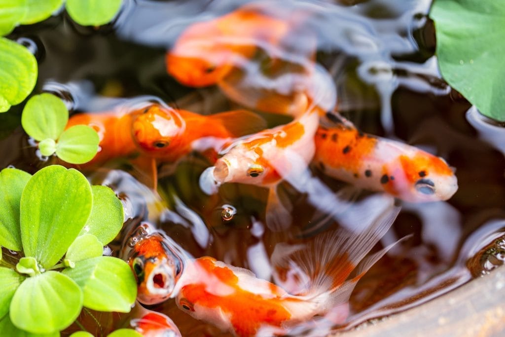benefits-of-salt-in-koi-pond-essential-tips