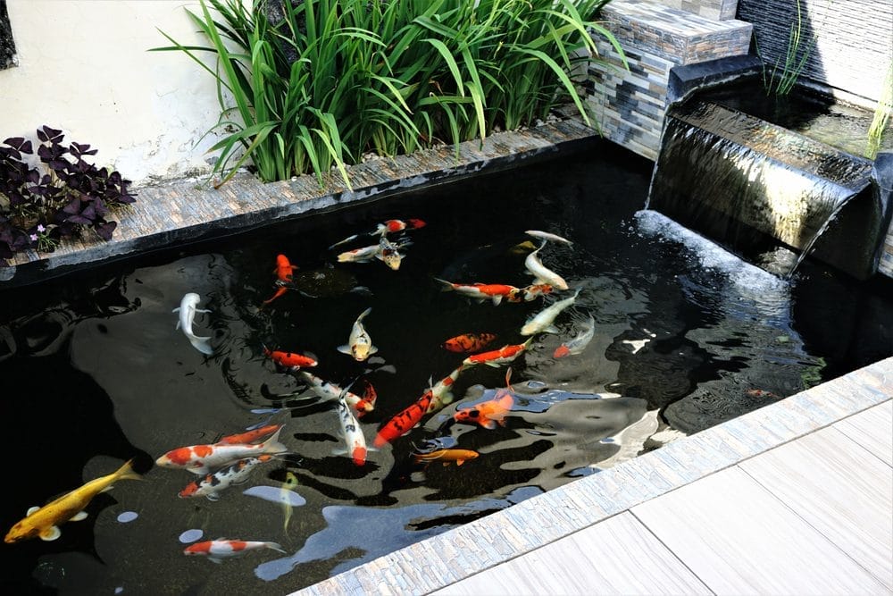 smallest-koi-pond-creating-a-tranquil-oasis