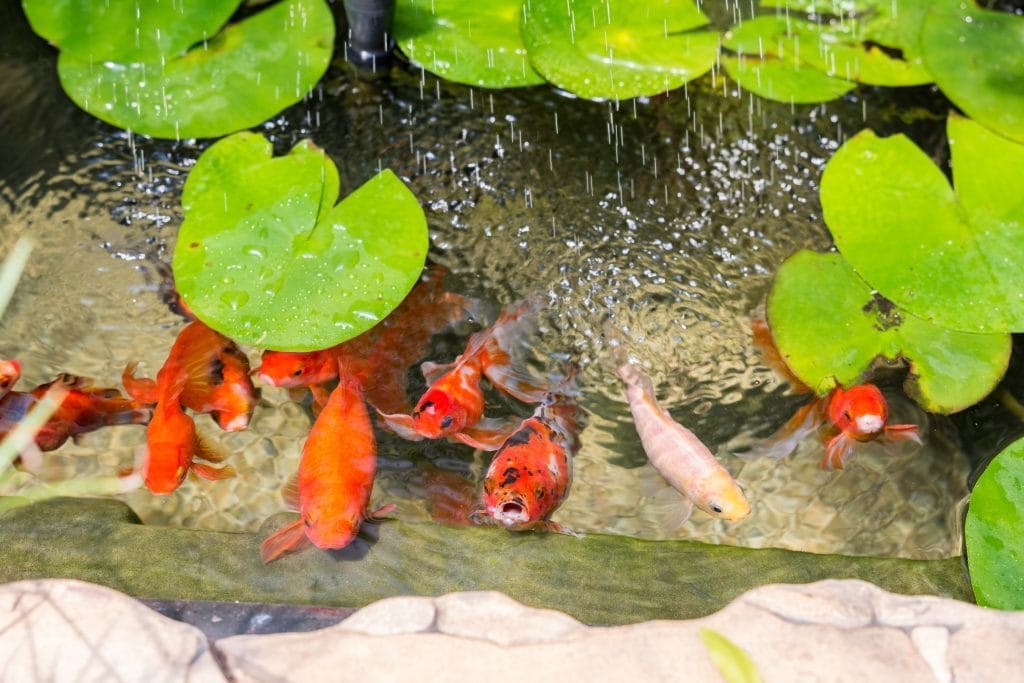 should-a-pond-be-in-sun-or-shade