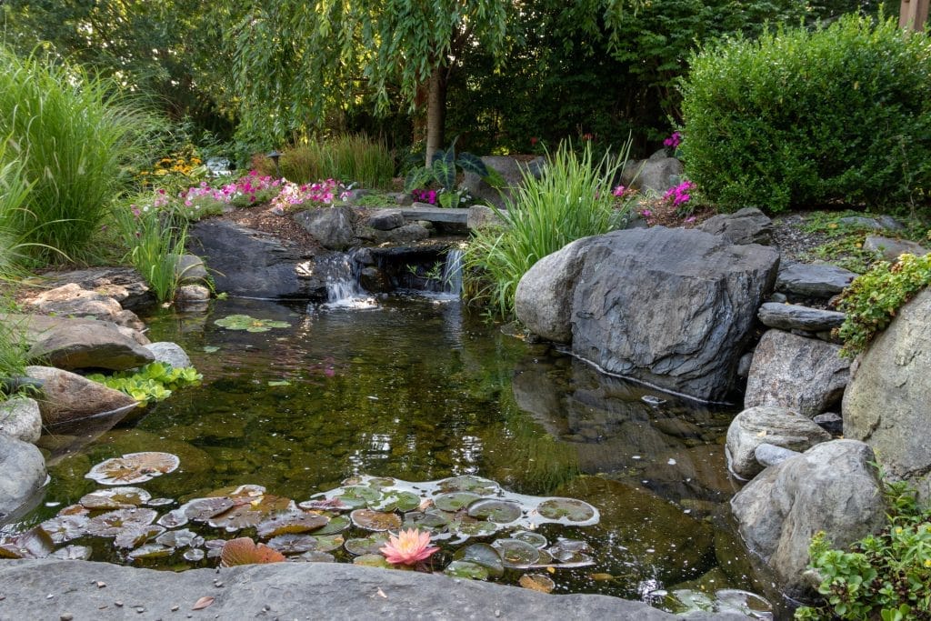 how-to-build-an-ecosystem-pond