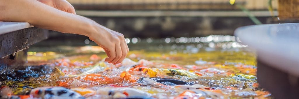what-should-i-do-when-my-pond-fish-have-babies