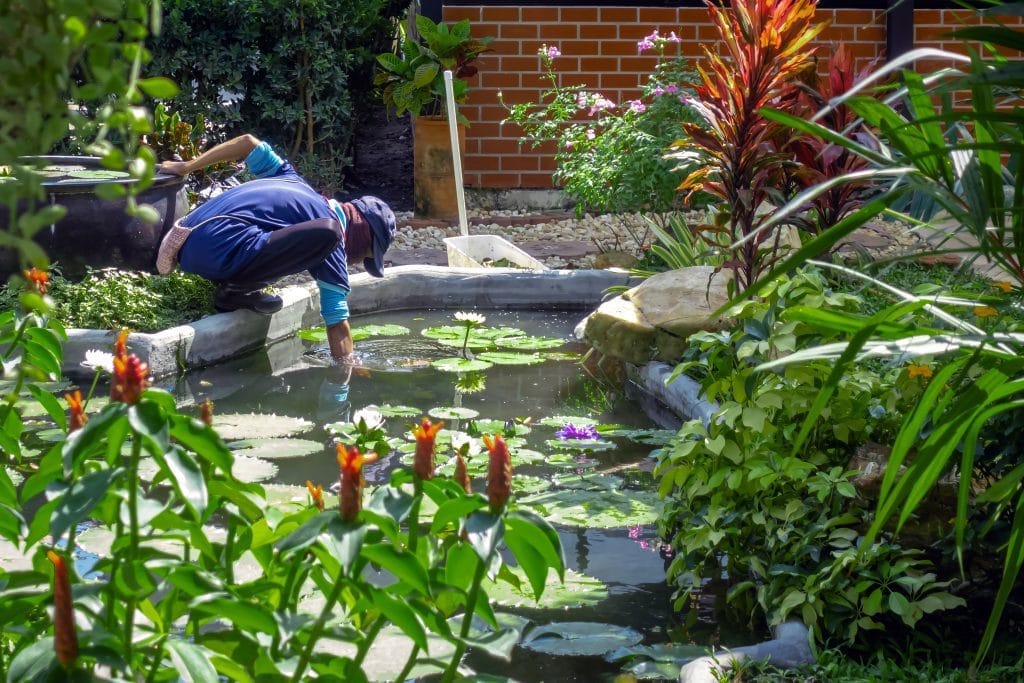pond-biology-mimicking-a-natural-ecosystem