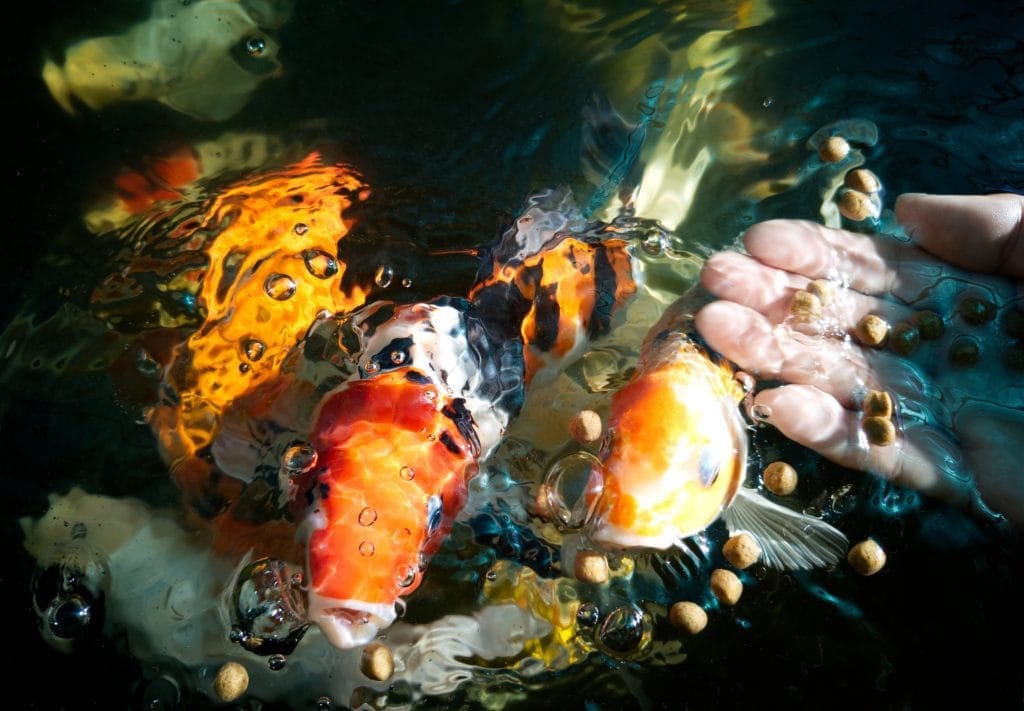 pond-fish-food-when-to-feed-your-pond-fish