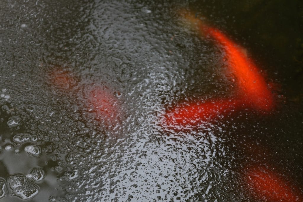 should-i-winterize-my-pond-essential-steps