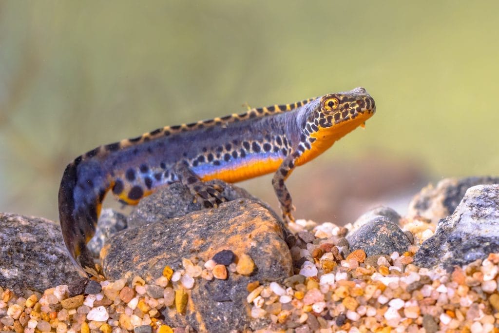 newts-for-ponds-unlocking-the-magic-of-newts