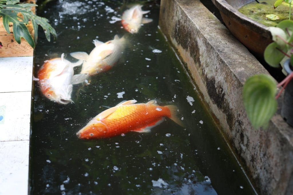 common-koi-fish-diseases-to-look-out-for-in-garden