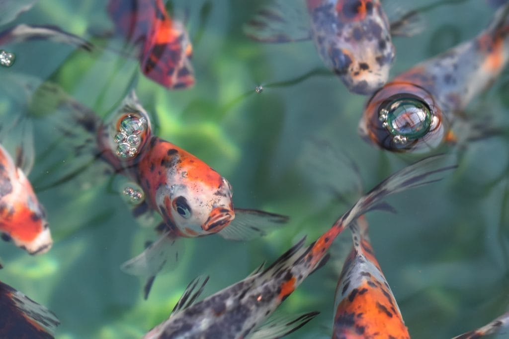 how-to-care-for-goldfish-in-a-pond