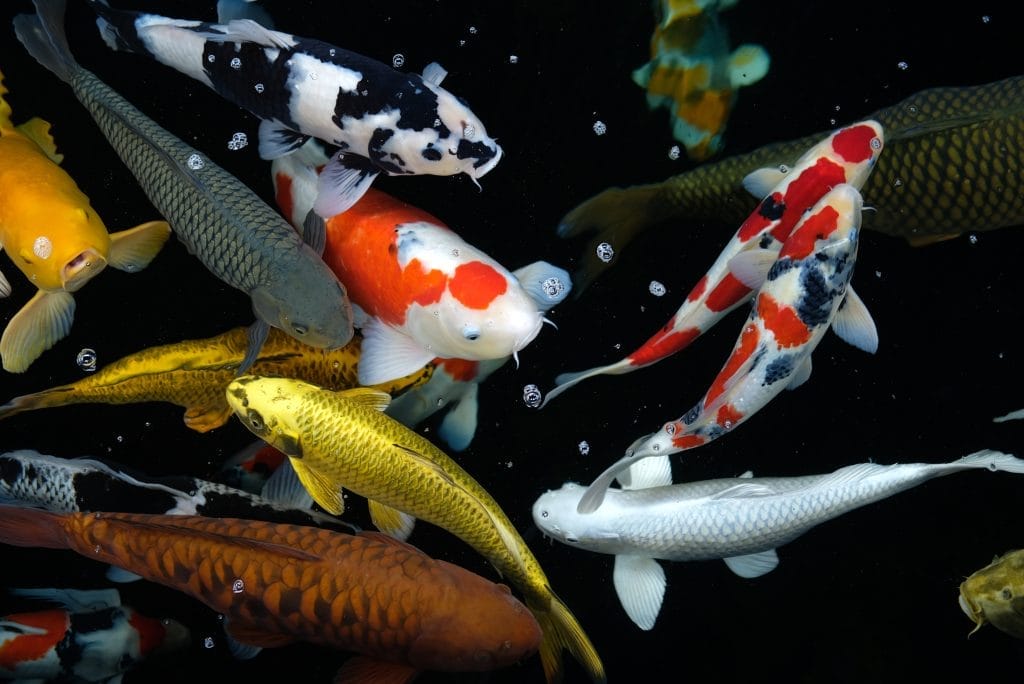 koi-varieties-the-ultimate-guide