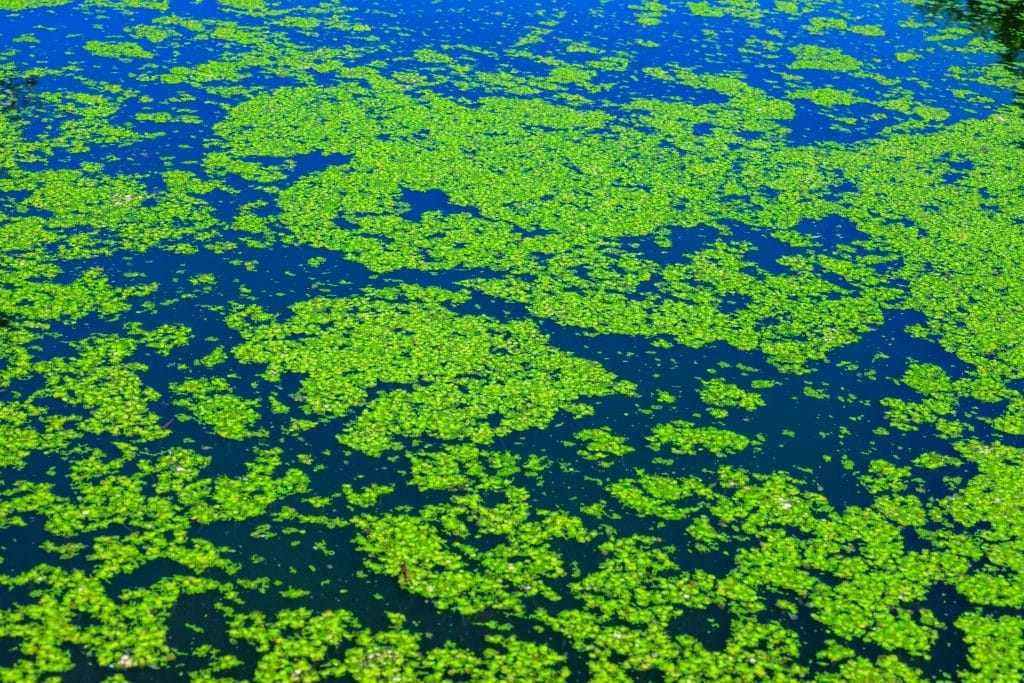 how-do-you-get-rid-of-duck-weed