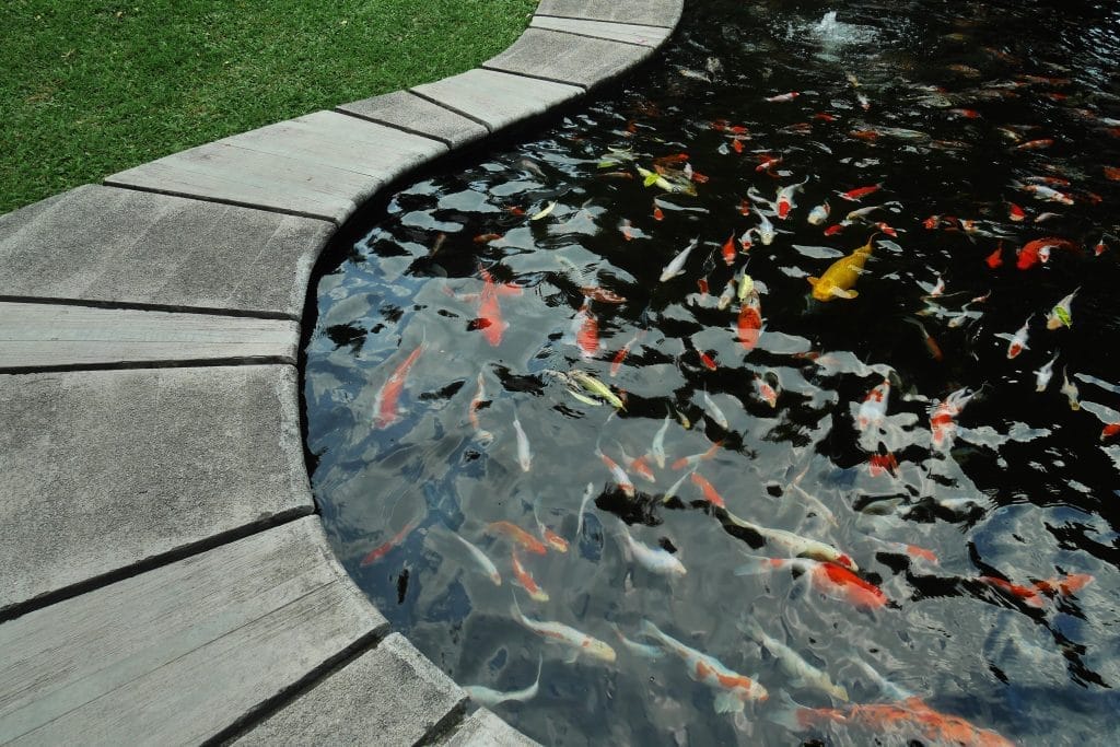 pond-edging-ideas