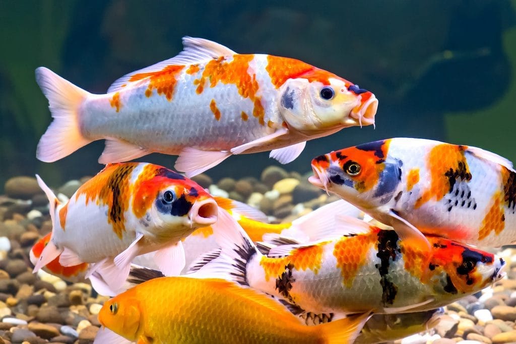 lacto-bacteria-for-koi-ponds