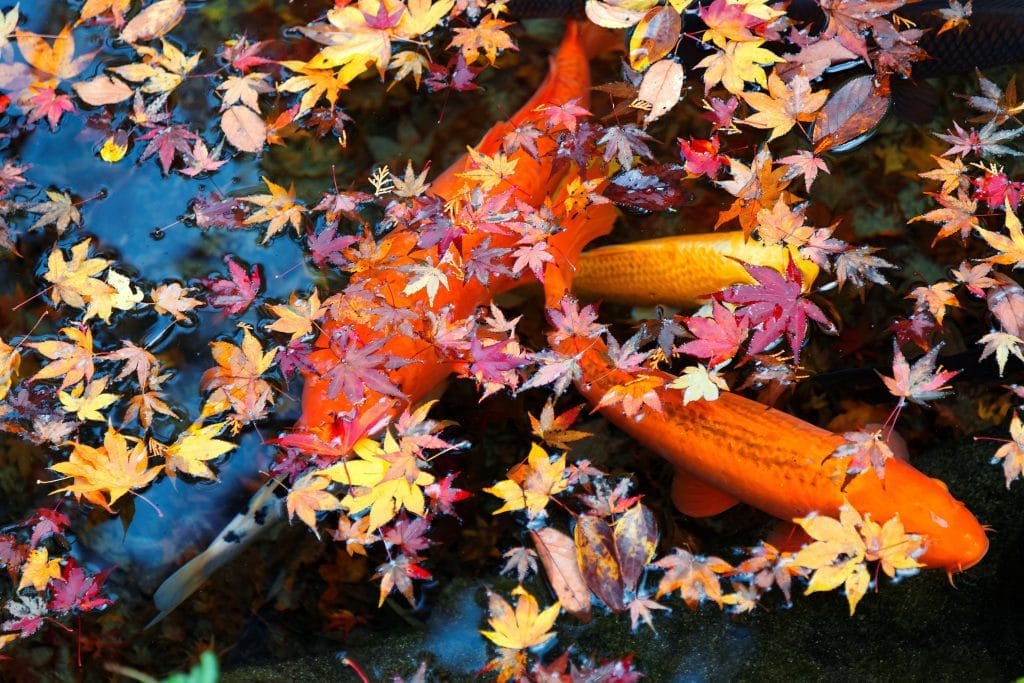 how-do-i-keep-leaves-out-of-my-pond-in-the-autumn