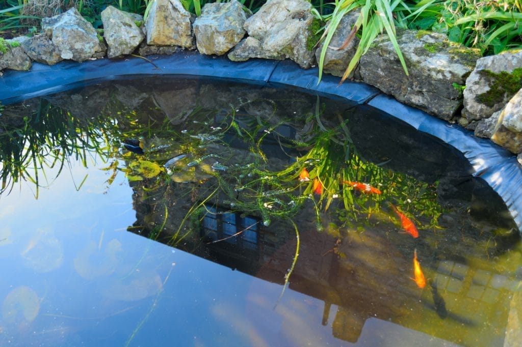 how-to-best-find-and-fix-pond-leaks-quickly