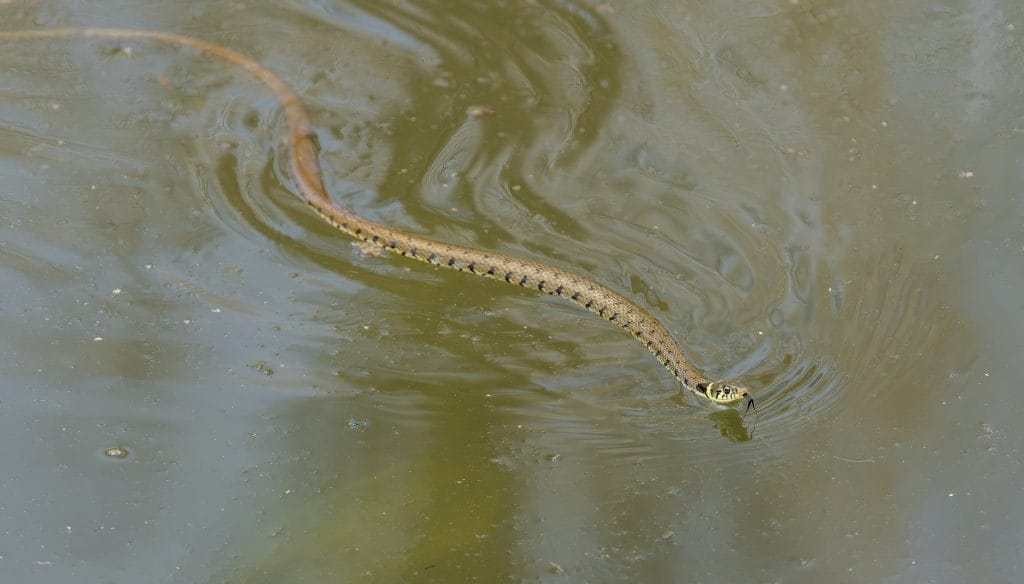 where-can-i-find-amphibians-and-grass-snakes