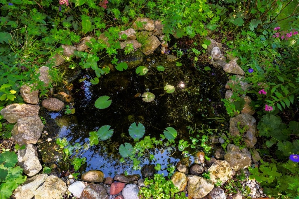 ponds-in-shady-gardens