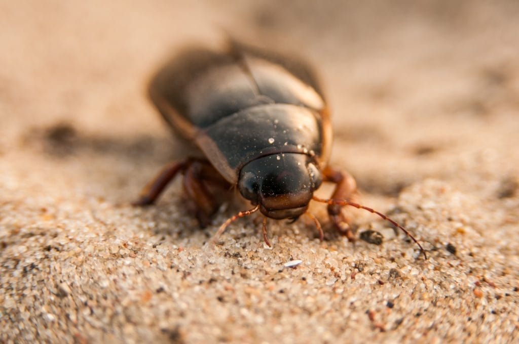 what-is-the-great-diving-beetle-in-a-pond