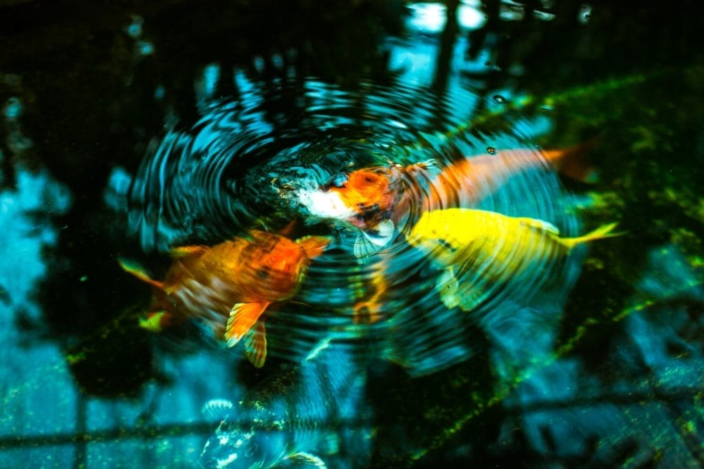 best-koi-fish-automatic-feeder