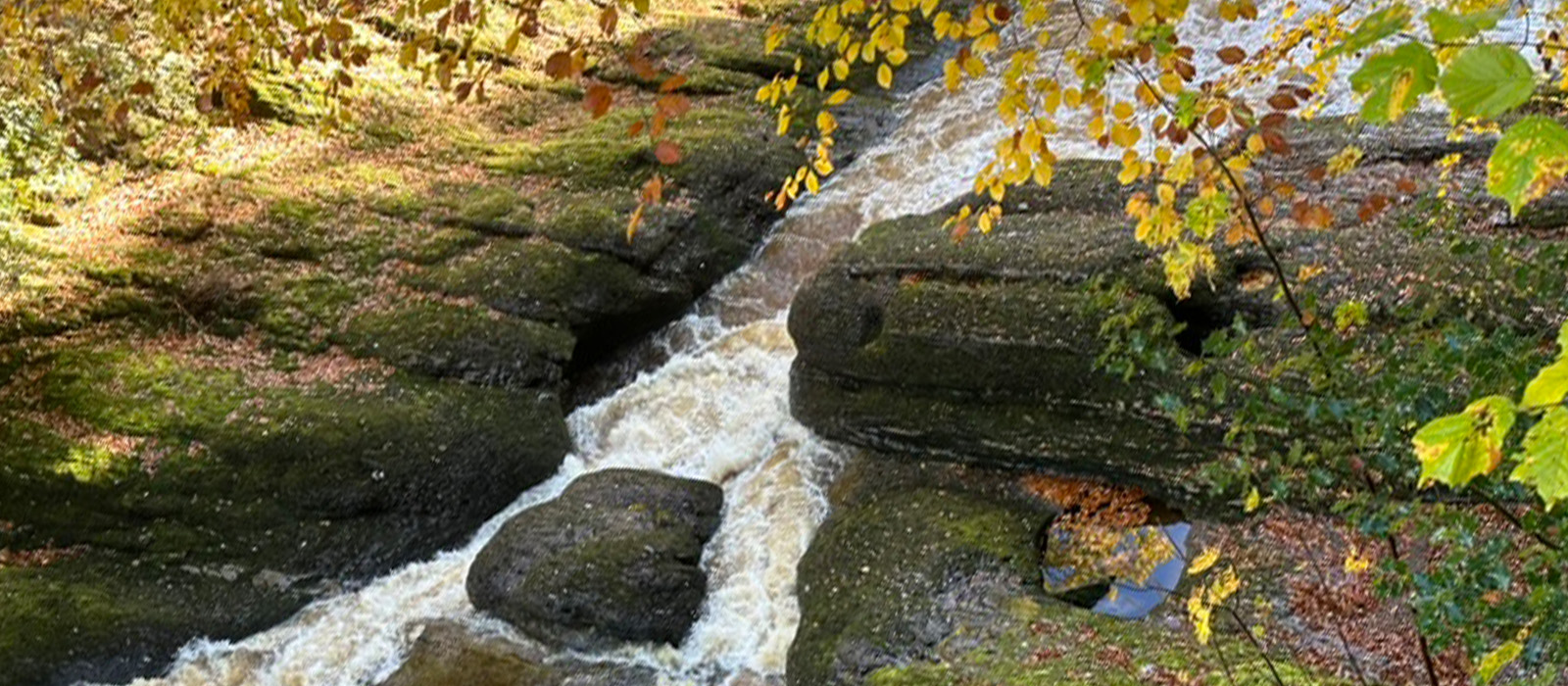 banner image 2