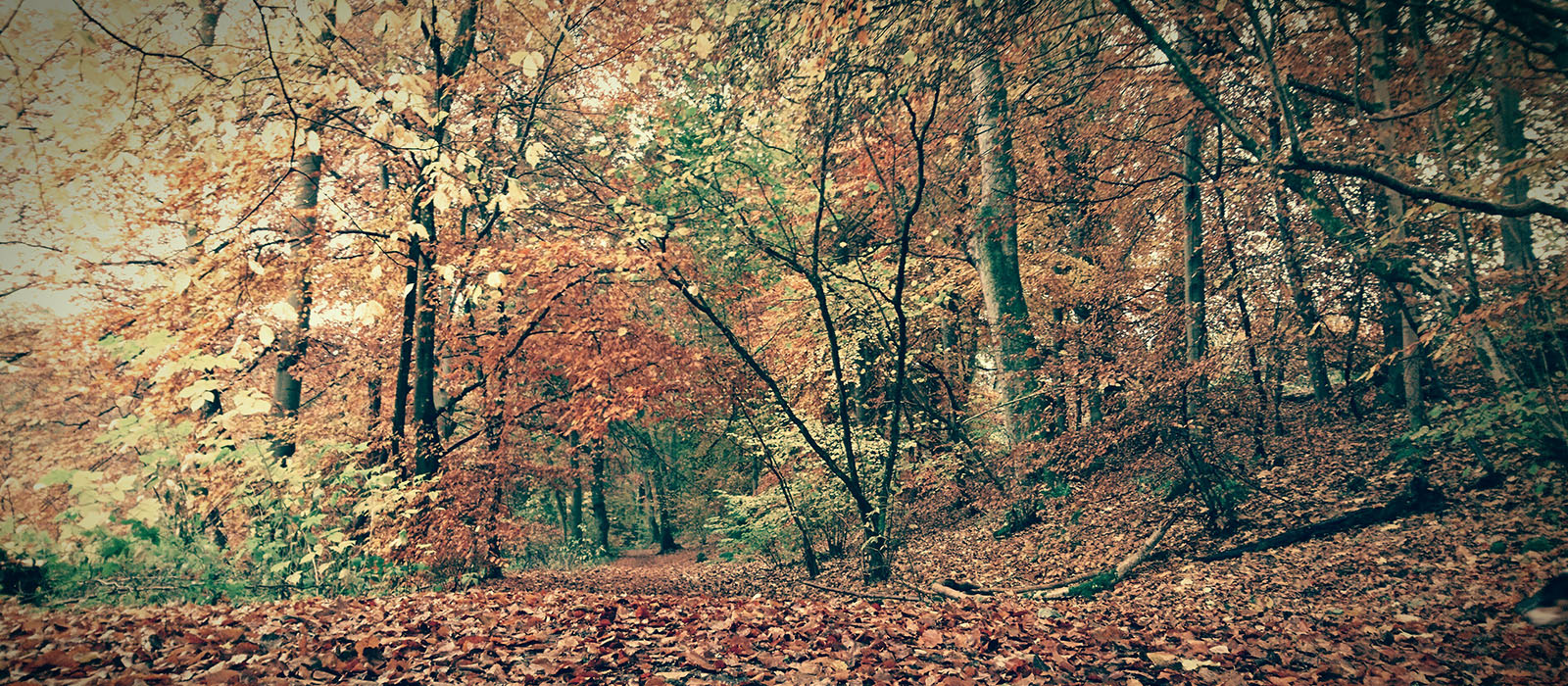 banner image 5