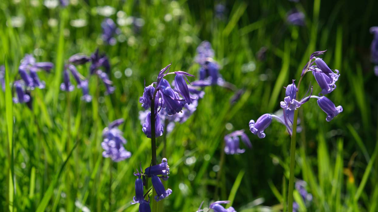 banner image 2