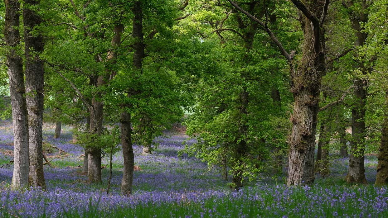 banner image 4
