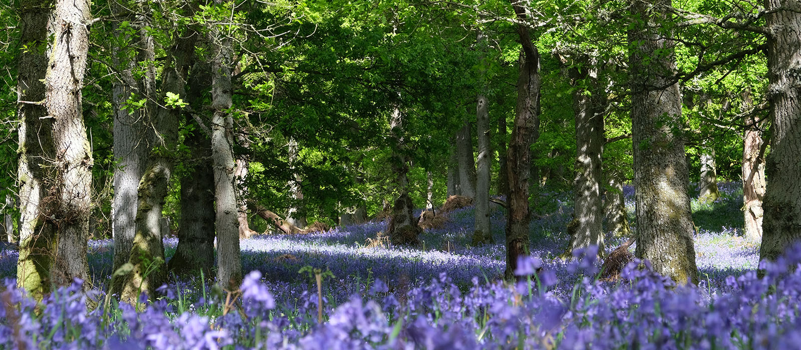 banner image 6