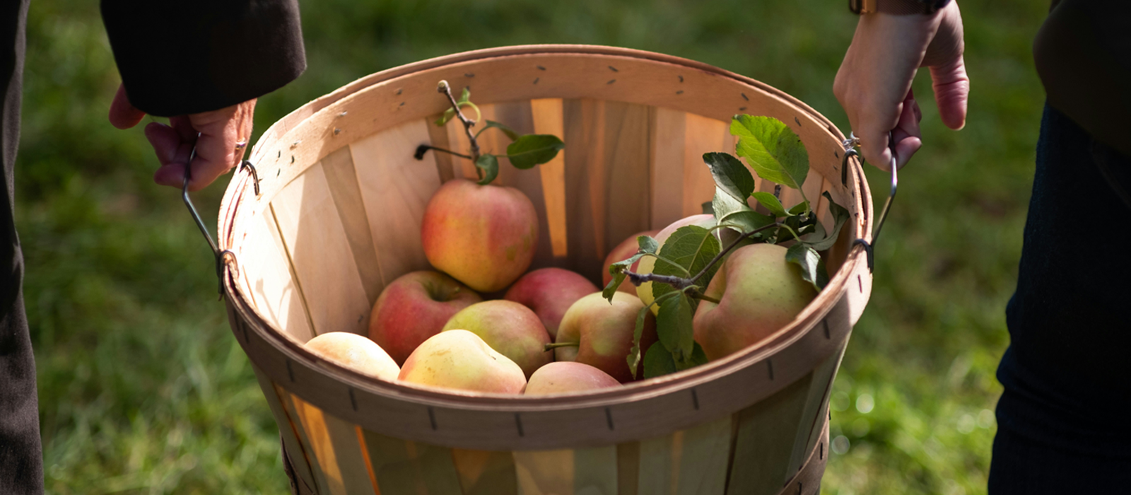 banner image