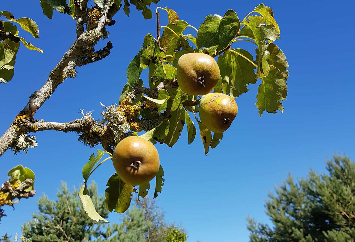Apples on our planted trees
