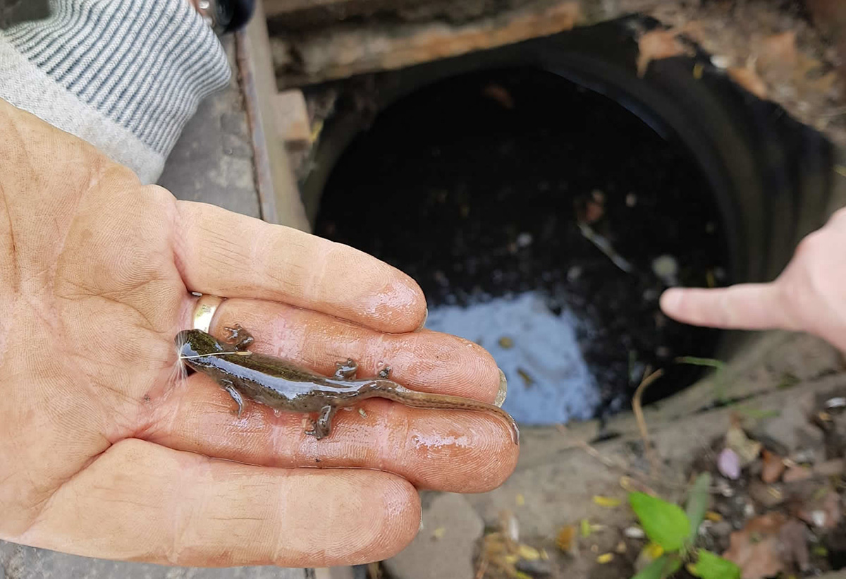 A rescued Newt