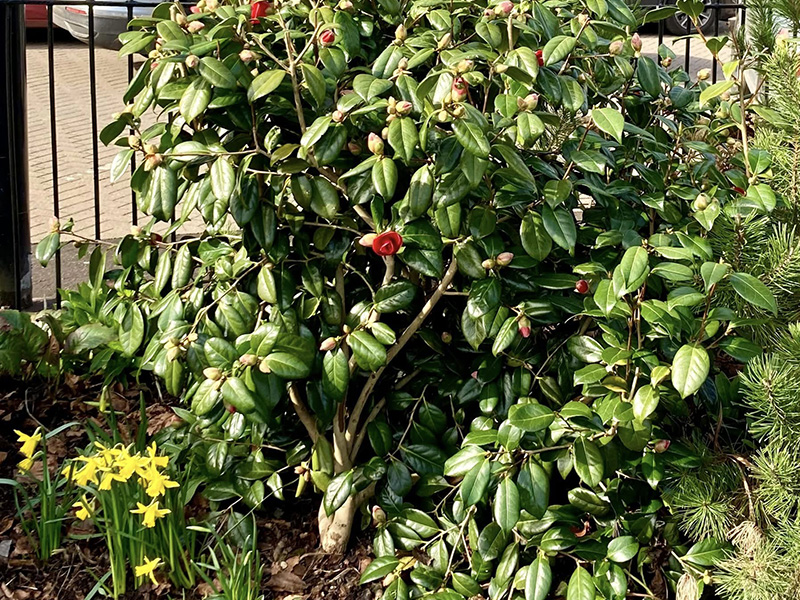 Herbacious Beds around Blairgowrie & Rattray