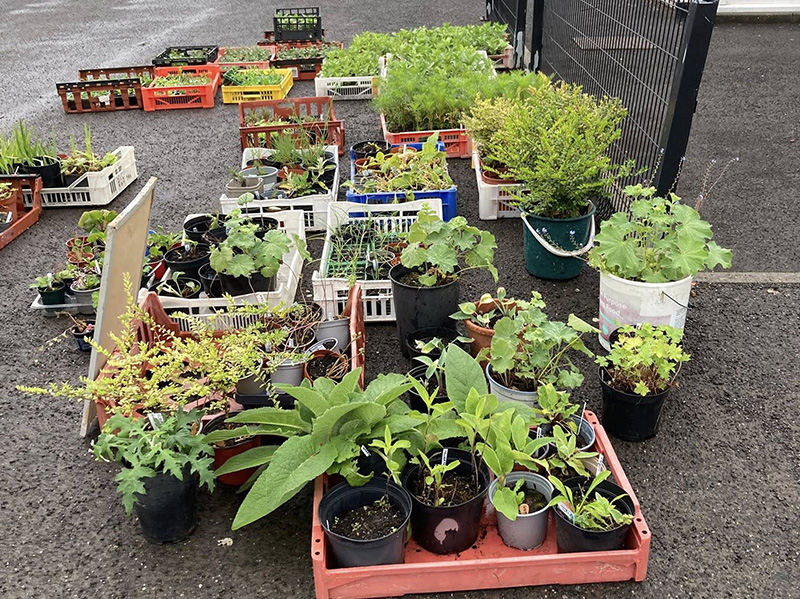 https://files.uk-siteglide.com/instances/72/assets/Plant Sale