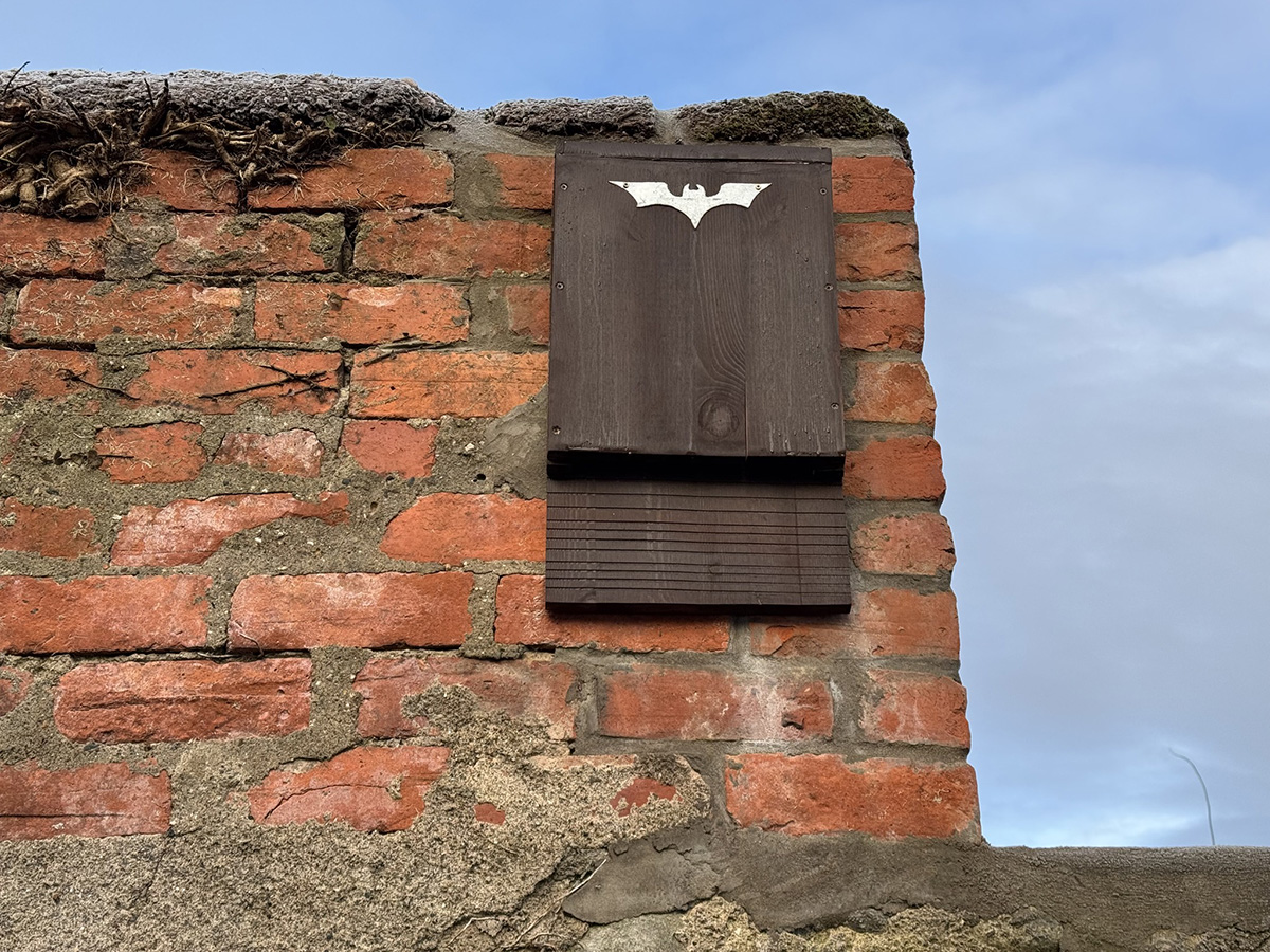 We welcome bats