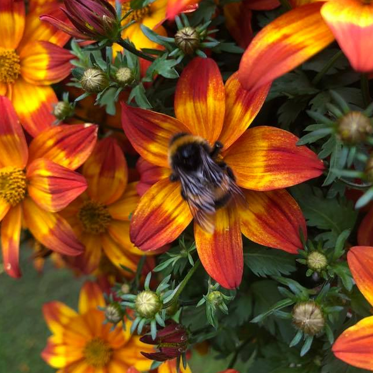 Blairgowrie & Rattray in Bloom