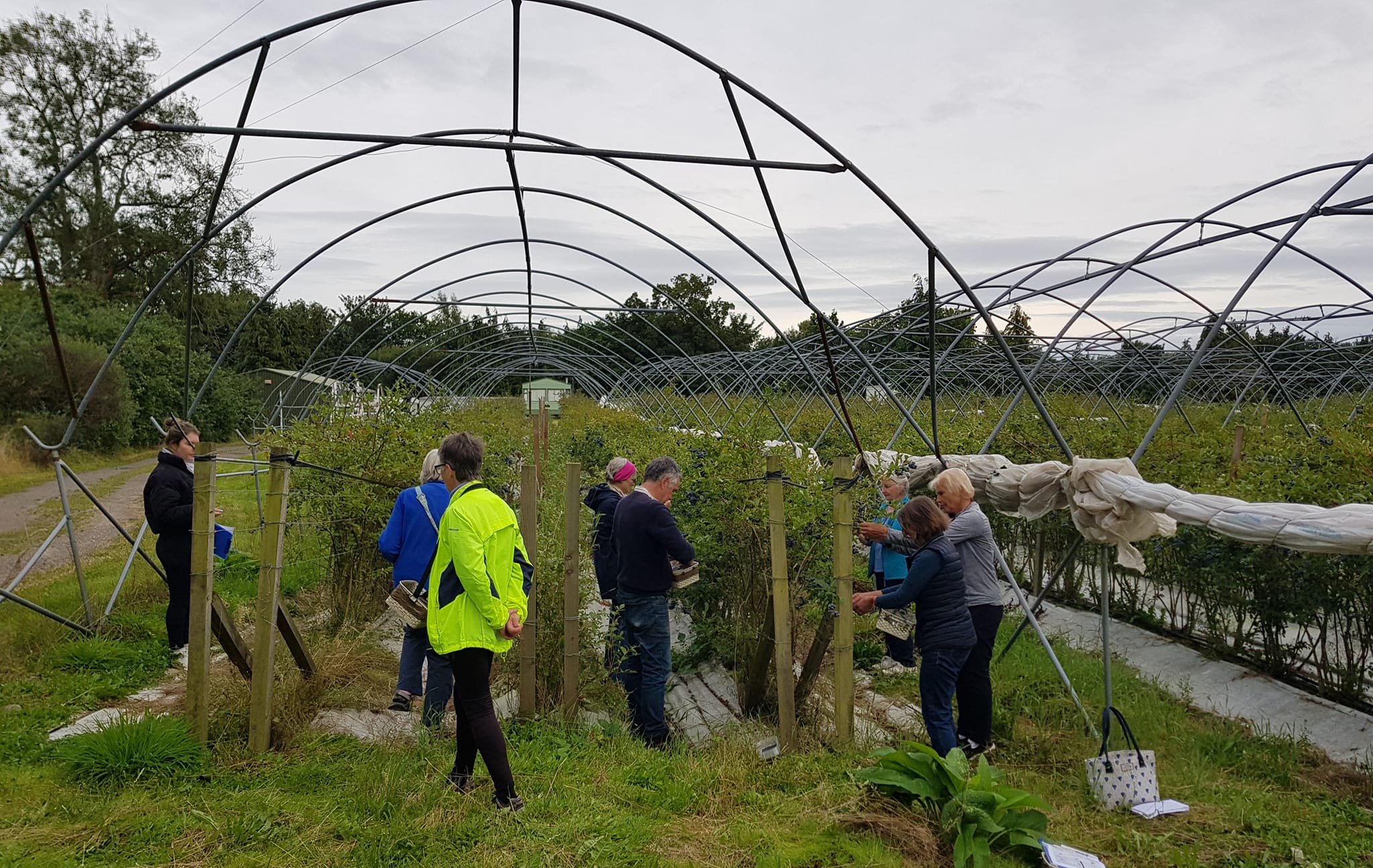 Community fruit picking returns to Blairgowrie and Rattray